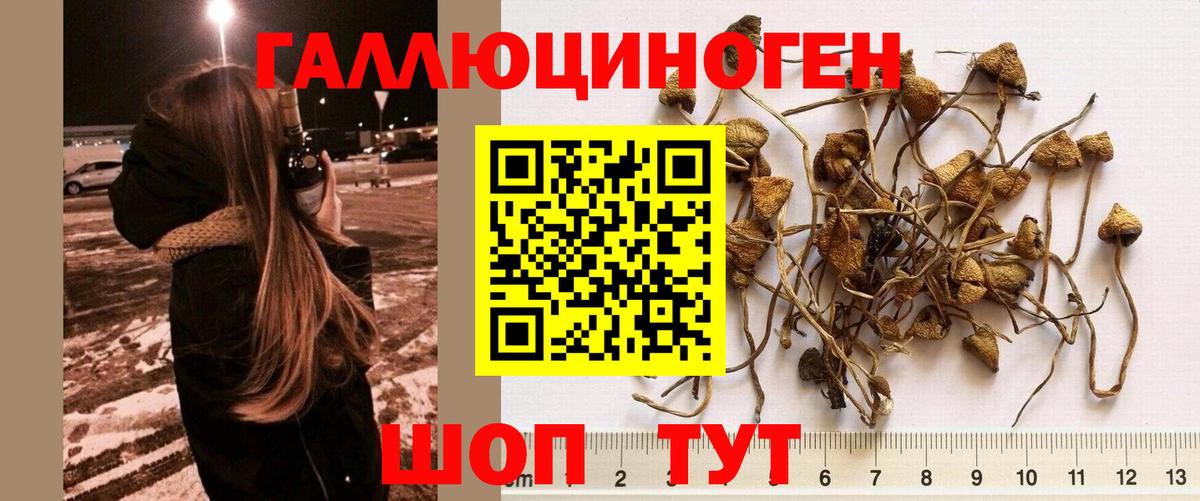 Усть-Джегута  Галлюциногенные грибы прущие грибы  Вход с VPN 